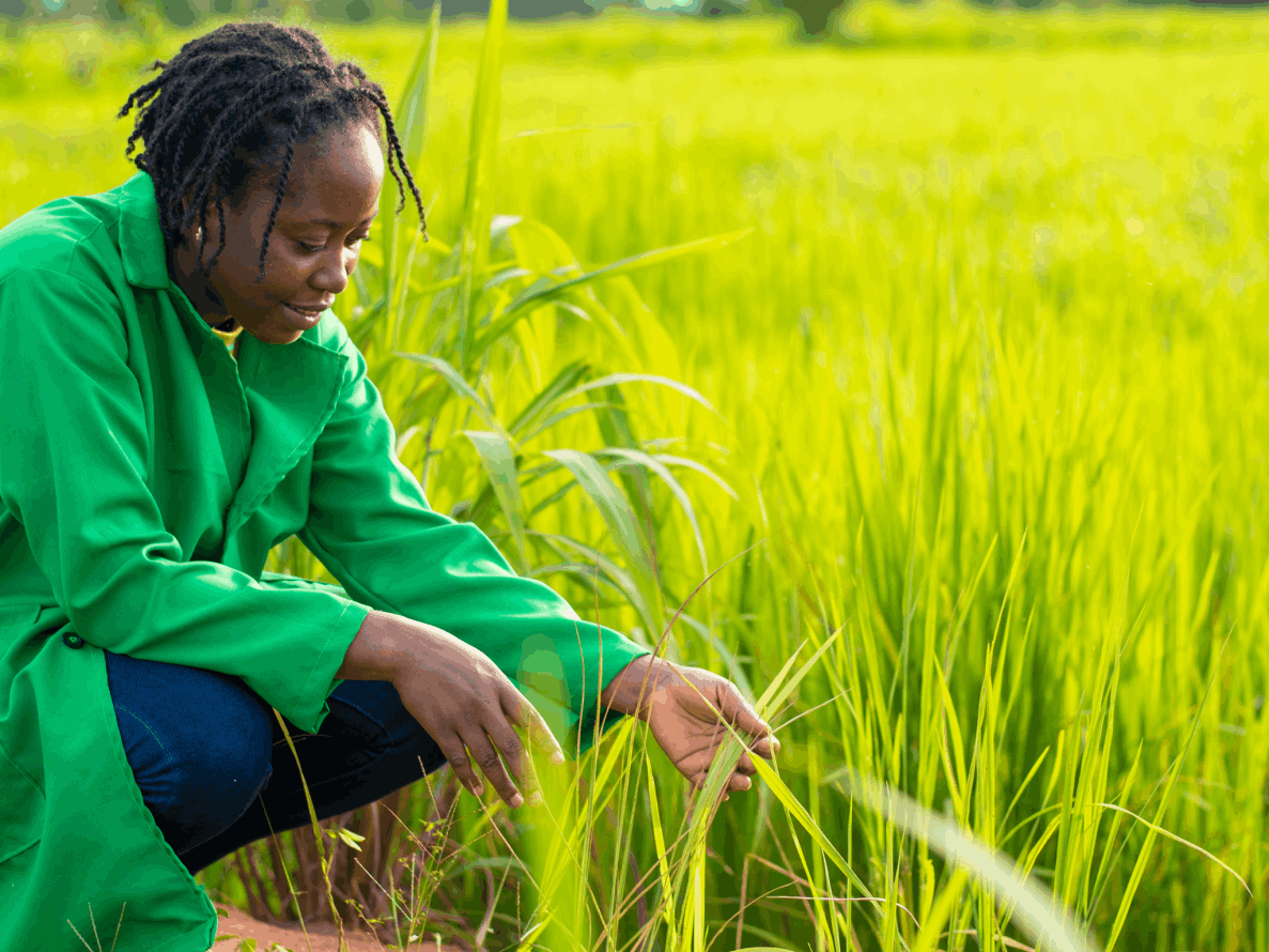 Mabalengwe Agriculture